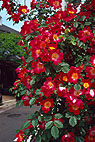 35RD F.Zuiko 40mmF1.7