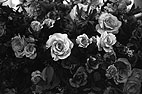 Olympus Wide Super